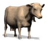karvė animuoti-vaizdai-gif
